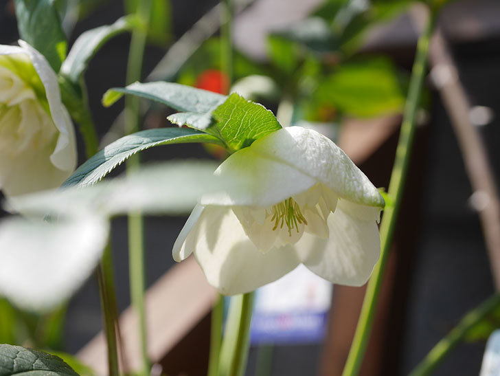 アシュードホワイトシフォンの花が咲きだした。2022年-003.jpg