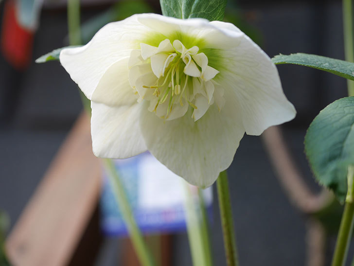 アシュードホワイトシフォンの花が咲きだした。2022年-007.jpg