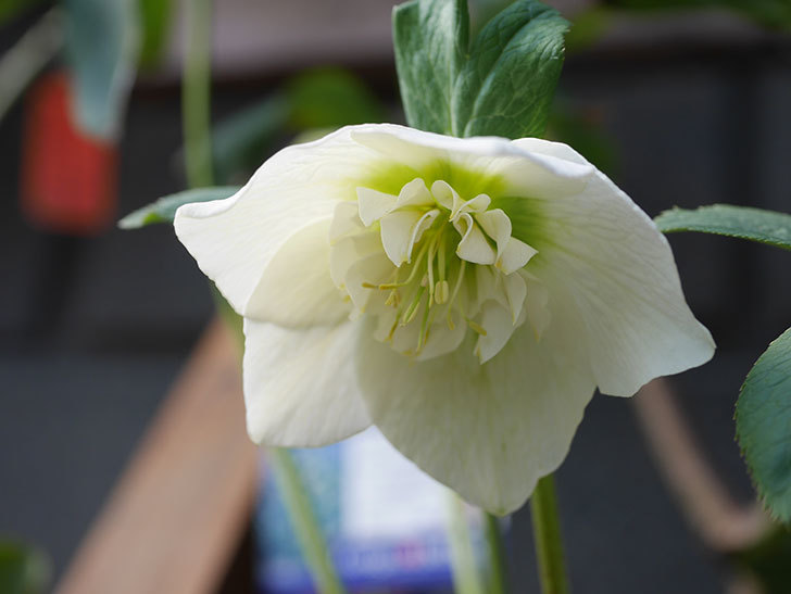 アシュードホワイトシフォンの花が咲きだした。2022年-009.jpg