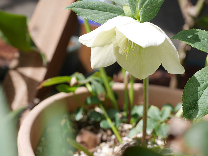 アシュードホワイトシフォンの花が咲きだした。2022年-013.jpg