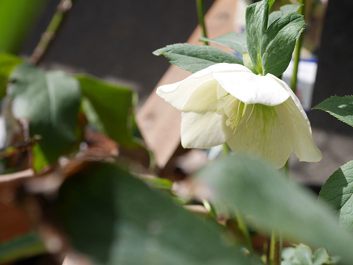 アシュードホワイトシフォンの花が咲きだした。2022年-014.jpg