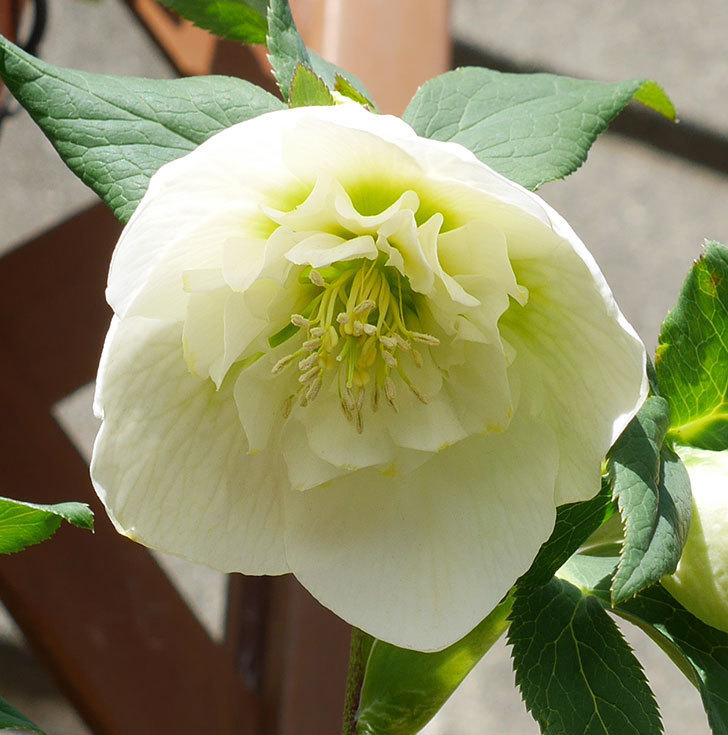 アシュードホワイトシフォンの花が増えてきた。2018年-5.jpg