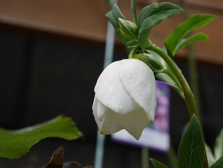 アシュードホワイトシフォンの花が少し咲いた。2021年-004.jpg