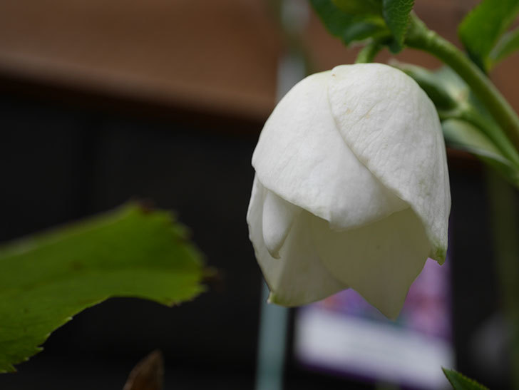 アシュードホワイトシフォンの花が少し咲いた。2021年-005.jpg