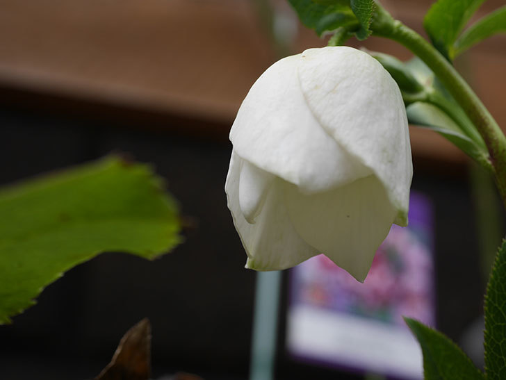 アシュードホワイトシフォンの花が少し咲いた。2021年-006.jpg
