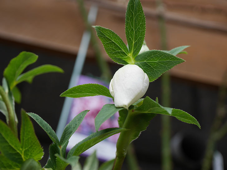 アシュードホワイトシフォンの花が少し咲いた。2021年-011.jpg