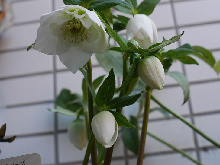アシュードホワイトシフォンの花が綺麗に咲いた。2021年-007.jpg