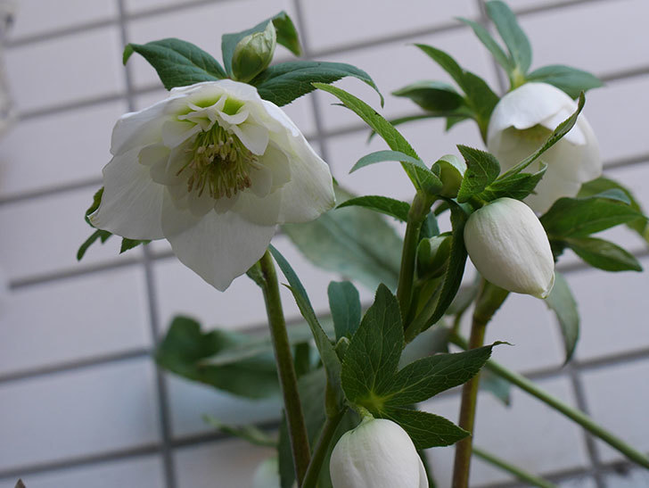 アシュードホワイトシフォンの花が綺麗に咲いた。2021年-014.jpg