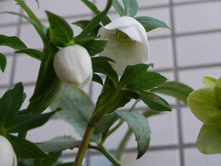 アシュードホワイトシフォンの花が綺麗に咲いた。2021年-020.jpg