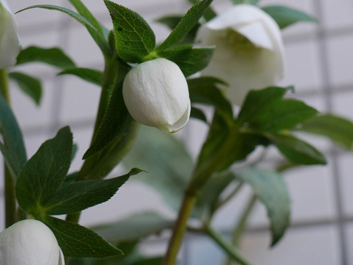 アシュードホワイトシフォンの花が綺麗に咲いた。2021年-021.jpg