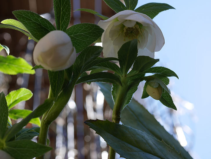 アシュードホワイトシフォンの花が綺麗に咲いた。2021年-027.jpg