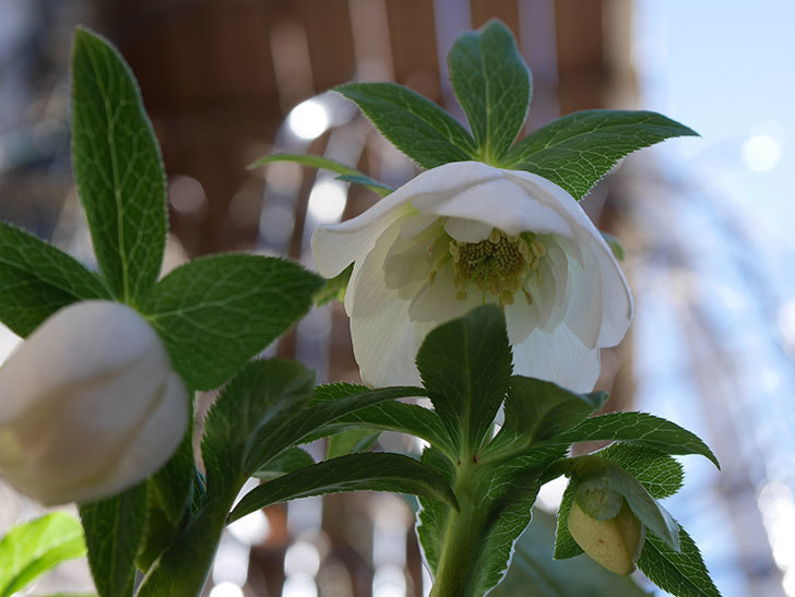 アシュードホワイトシフォンの花が綺麗に咲いた。2021年-028.jpg