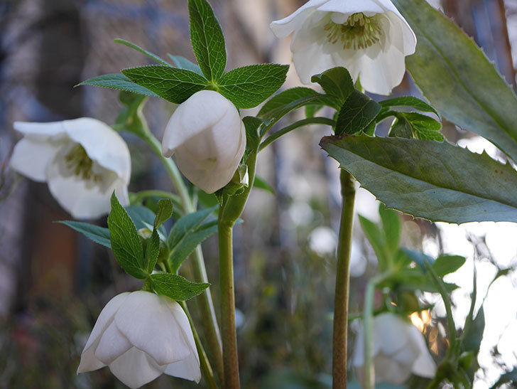 アシュードホワイトシフォンの花が綺麗に咲いた。2021年-033.jpg