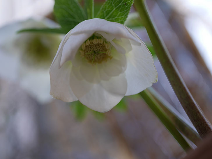 アシュードホワイトシフォンの花が綺麗に咲いた。2021年-034.jpg
