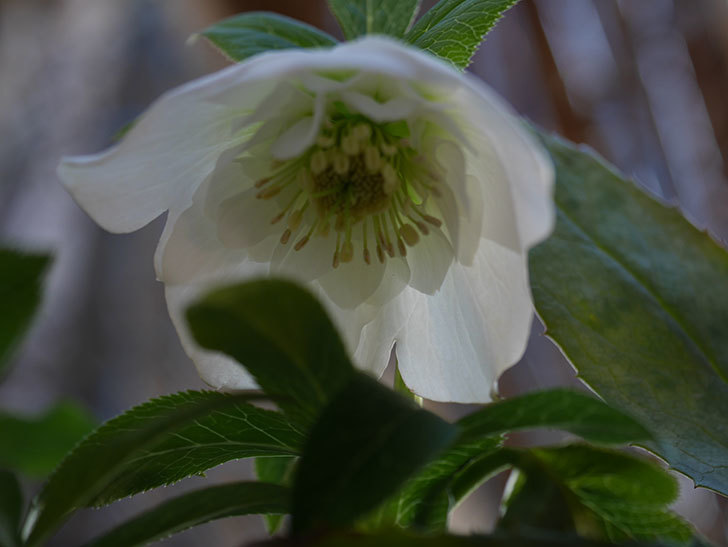 アシュードホワイトシフォンの花が綺麗に咲いた。2021年-036.jpg