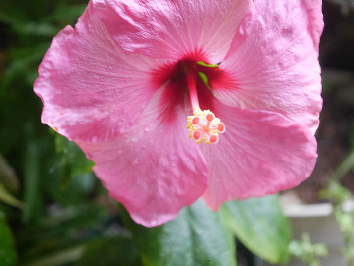 アドニスの花が咲いた。2021年-002.jpg