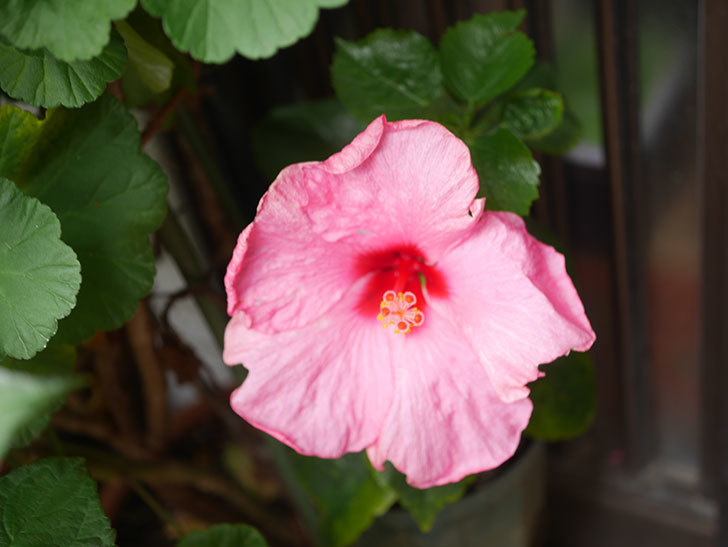 アドニスの花が咲いた。2021年-010.jpg