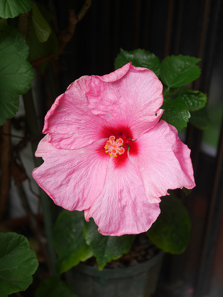 アドニスの花が咲いた。2021年-014.jpg