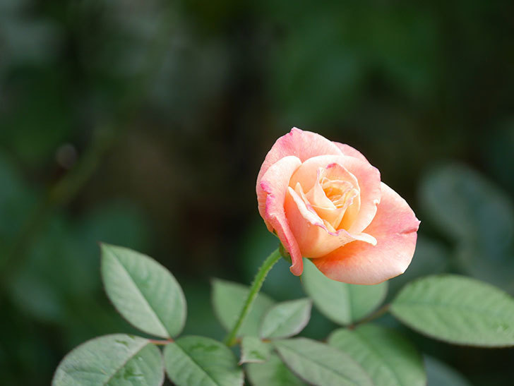 アブラカタブラ(Abracadabra)の秋花が咲いた。木立バラ。2021年-013.jpg
