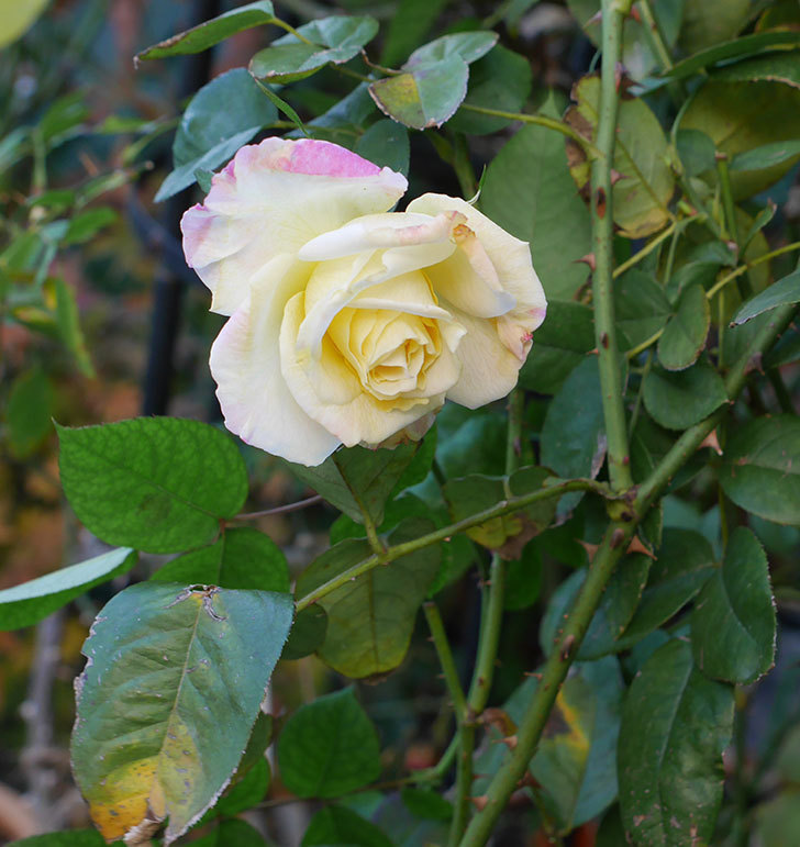 アブラカタブラ 木立バラ にクリーム色の花が咲いた 年 バラ 02memo日記