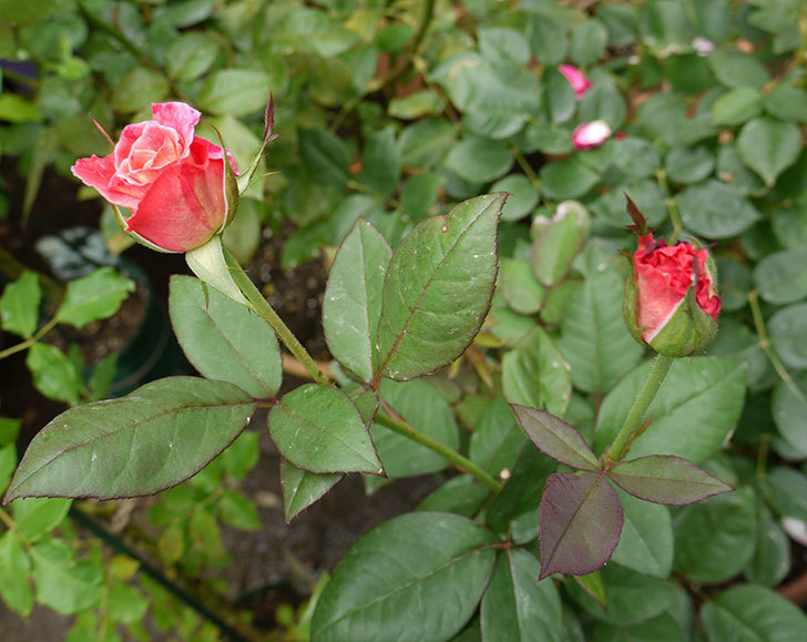 アブラカタブラ(木立バラ)の2番がたくさん咲いた。2016年-4.jpg