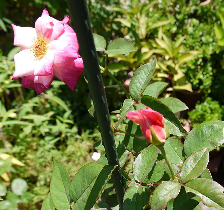 アブラカタブラ(木立バラ)の2番花が3個咲いた。2016年-4.jpg