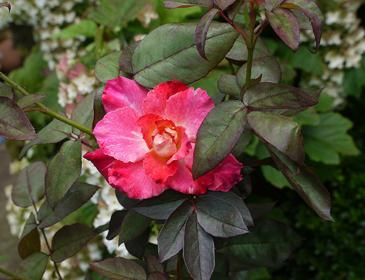 アブラカタブラ(木立バラ)の2番花が咲いた。2016年-1.jpg