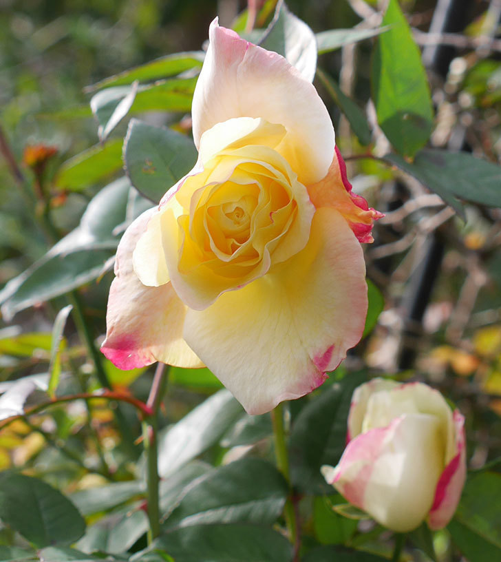 アブラカタブラ(木立バラ)の花が3個咲いた。2020年-10.jpg