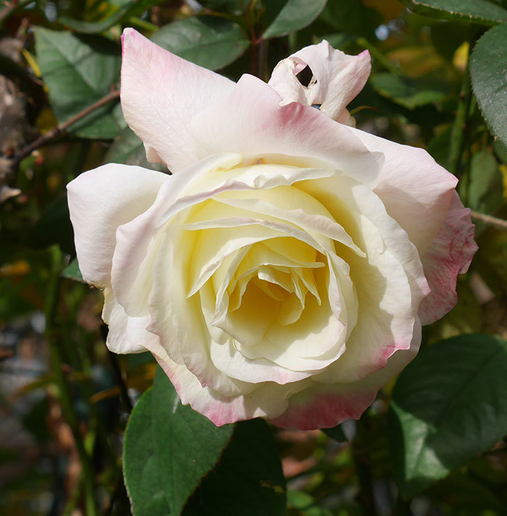 アブラカタブラ(木立バラ)の花が3個咲いた。2020年-13.jpg