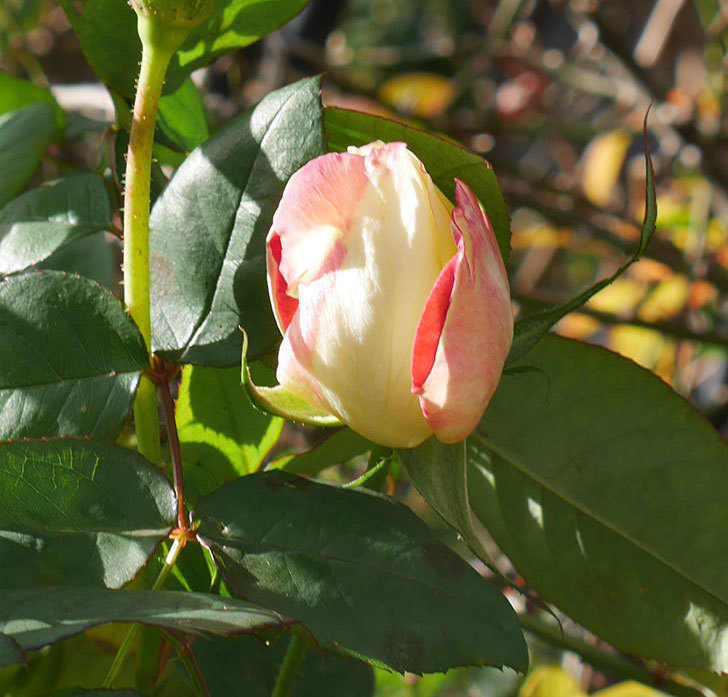 アブラカタブラ(木立バラ)の花が3個咲いた。2020年-3.jpg