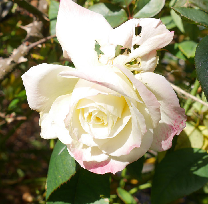 アブラカタブラ(木立バラ)の花が3個咲いた。2020年-6.jpg