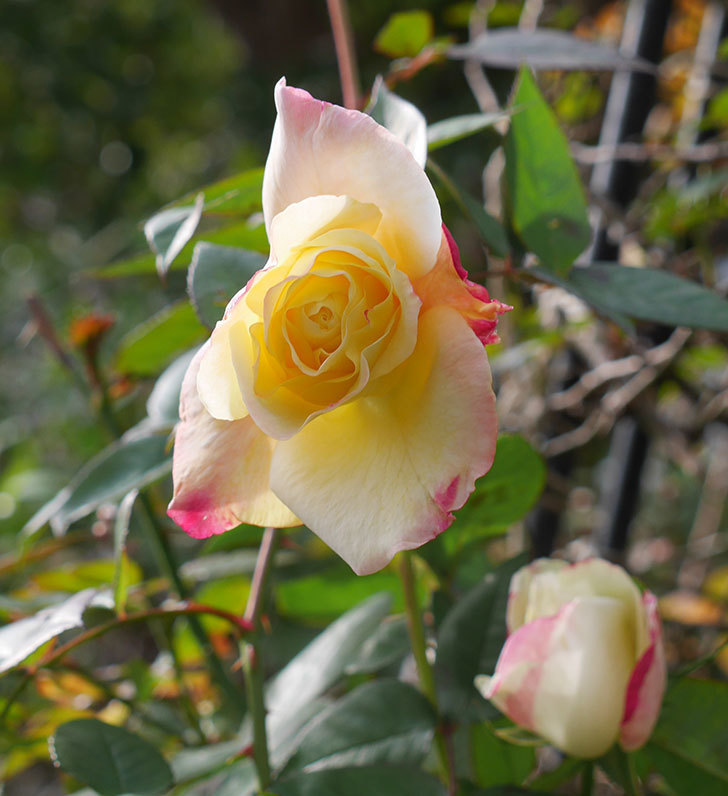 アブラカタブラ(木立バラ)の花が3個咲いた。2020年-8.jpg