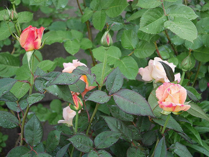 アブラカタブラ 木立バラ の花が増えてきた 年 バラ 02memo日記