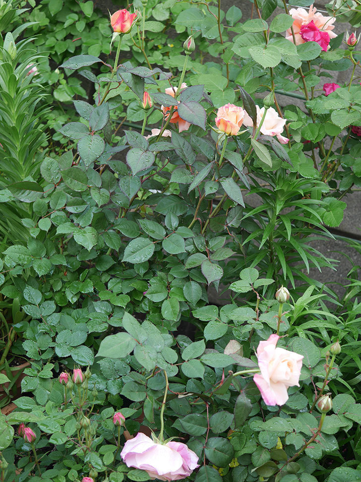 アブラカタブラ(木立バラ)の花が増えてきた。2020年-2.jpg