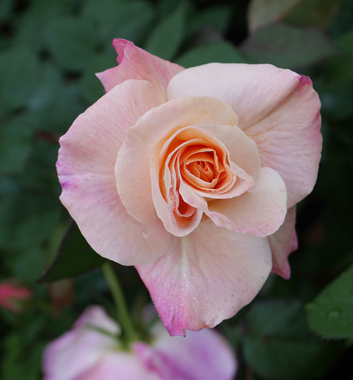アブラカタブラ(木立バラ)の花が増えてきた。2020年-3.jpg