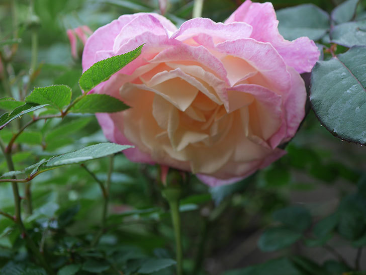 アブラカタブラ(木立バラ)の花が増えてきた。2020年-4.jpg
