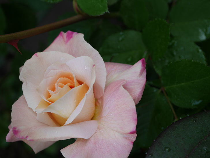 アブラカタブラ(木立バラ)の花が増えてきた。2020年-6.jpg