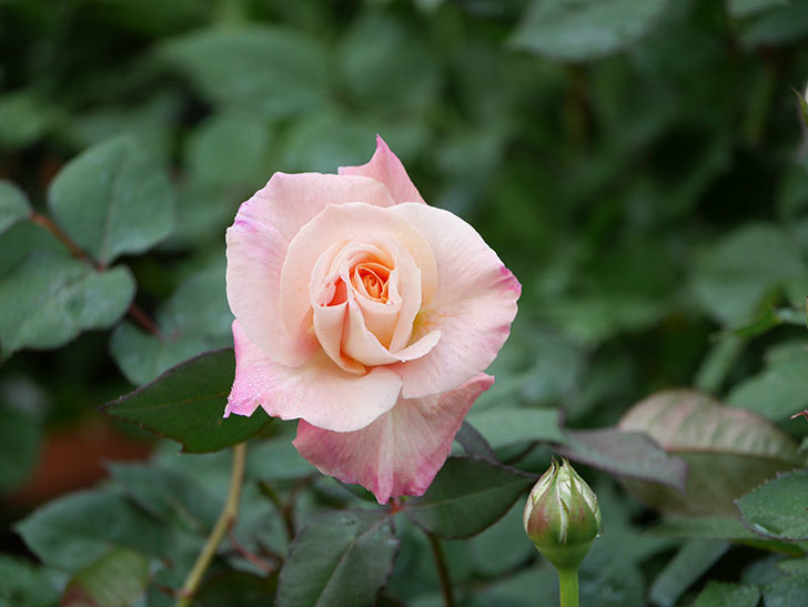 アブラカタブラ(木立バラ)の花が増えてきた。2020年-9.jpg