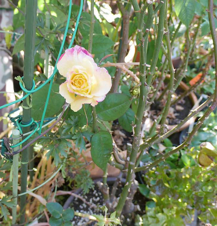 アブラカタブラ(木立バラ)の花が寒い中咲いた。2019年-3.jpg