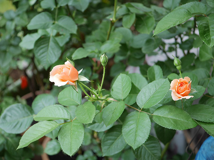 アプリコットキャンディ(Apricot Candy)の2番花が咲いた。木立バラ。2020年-006.jpg