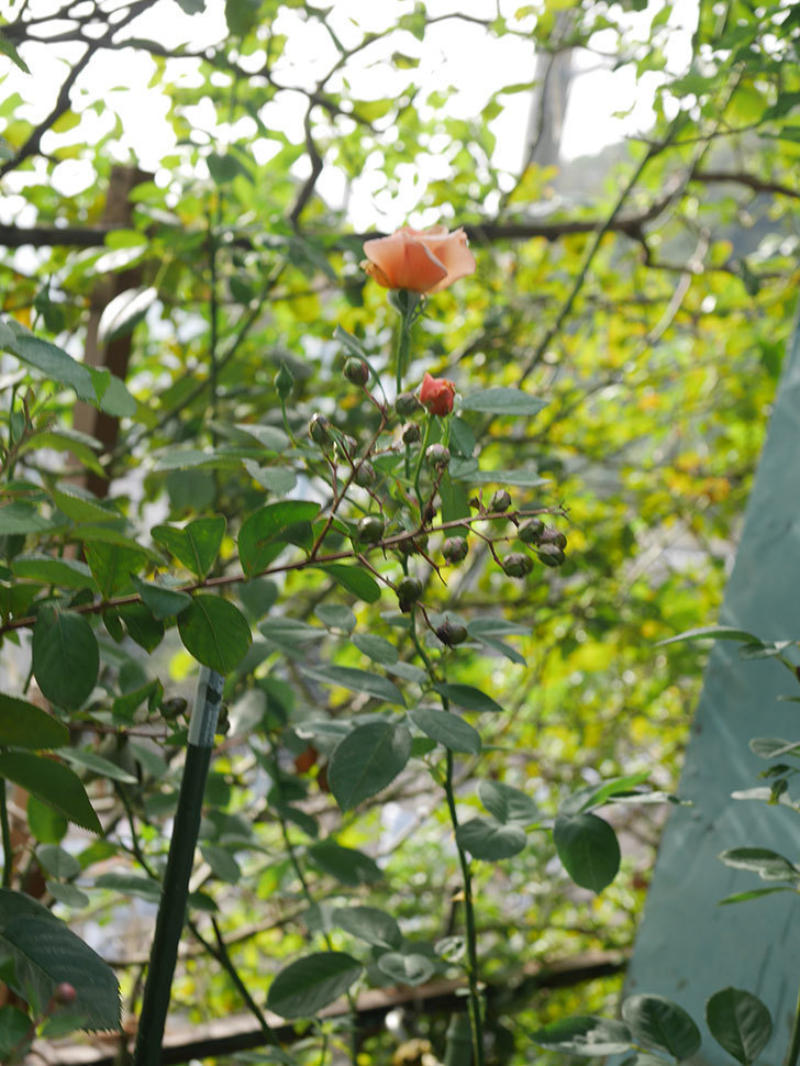 アプリコットキャンディ(Apricot Candy)の秋花が咲いた。木立バラ。2021年-001.jpg