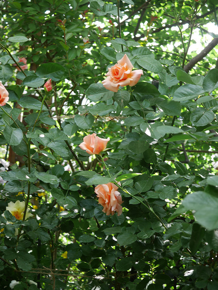 アプリコットキャンディ(Apricot Candy)の花が咲いた。木立バラ。2022年-010.jpg