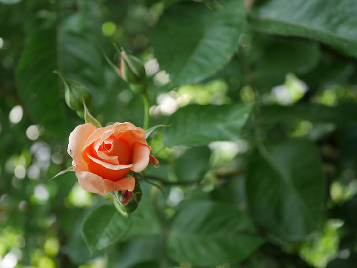 アプリコットキャンディ(Apricot Candy)の花が咲いた。木立バラ。2022年-018.jpg