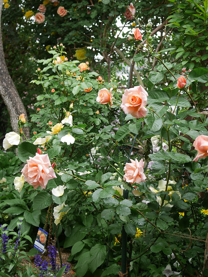 アプリコットキャンディ(Apricot Candy)の花が咲いた。木立バラ。2022年-035.jpg
