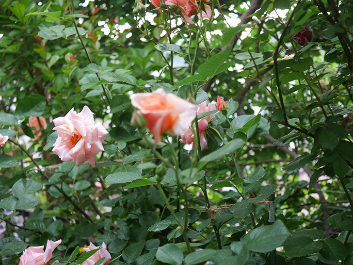 アプリコットキャンディ(Apricot Candy)の花が咲いた。木立バラ。2022年-059.jpg