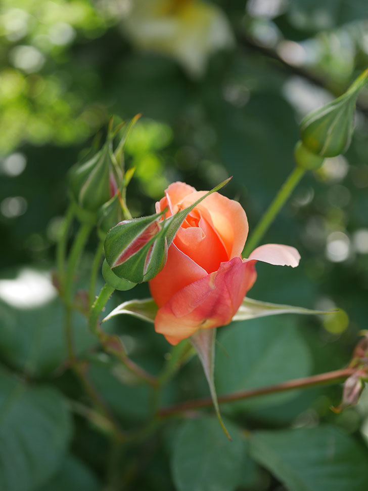 アプリコットキャンディ(Apricot Candy)の花が増えてきた。木立バラ。2021年-003.jpg