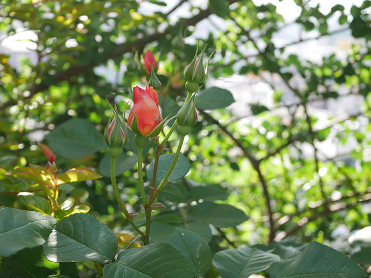 アプリコットキャンディ(Apricot Candy)の花が増えてきた。木立バラ。2021年-004.jpg