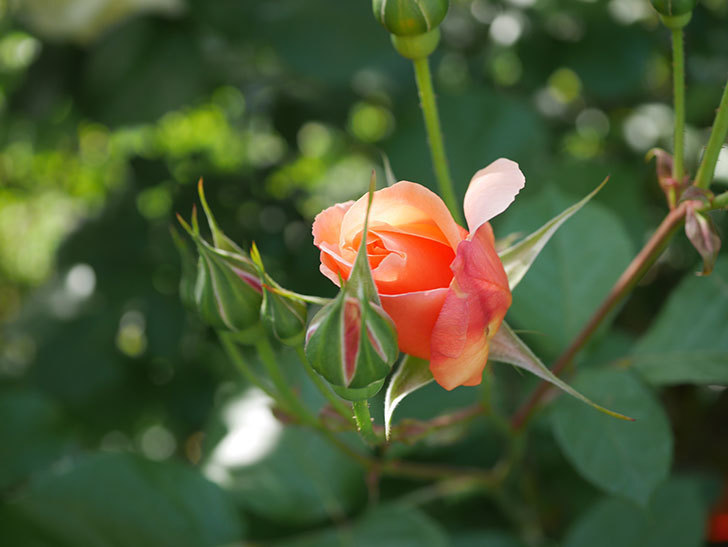 アプリコットキャンディ(Apricot Candy)の花が増えてきた。木立バラ。2021年-006.jpg