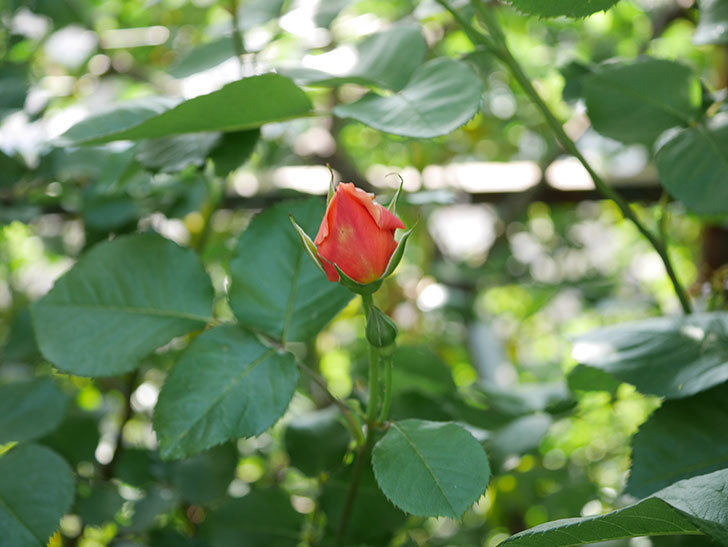 アプリコットキャンディ(Apricot Candy)の花が増えてきた。木立バラ。2021年-010.jpg