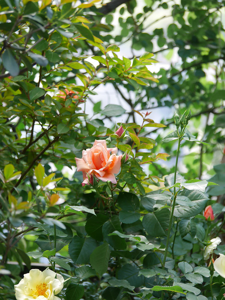 アプリコットキャンディ(Apricot Candy)の花が増えてきた。木立バラ。2021年-016.jpg